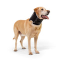 Soft Adjustable Dog Recovery Collar