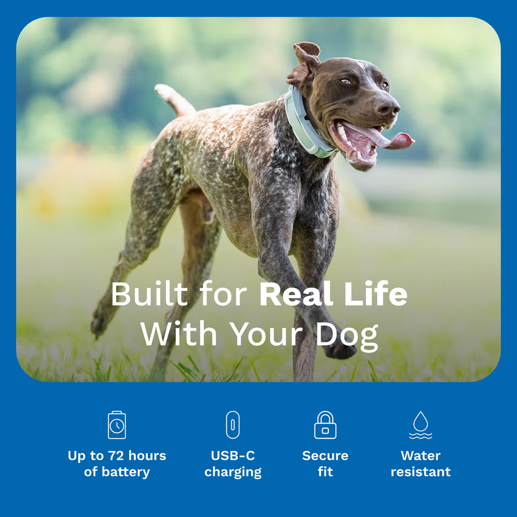 GPS Wireless Dog Fence & Tracking Collar