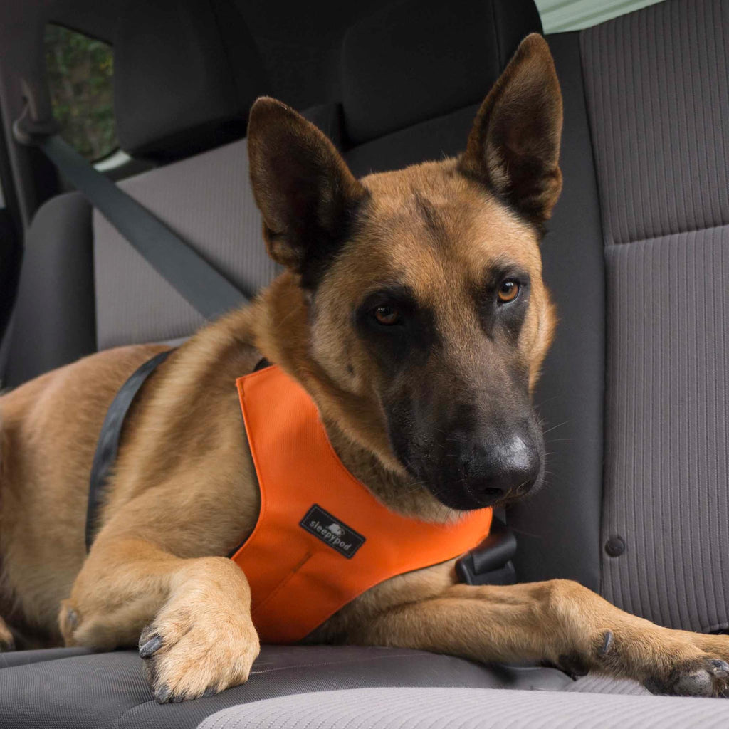 Sleepypod® Clickit Sport, Crash-Tested Dog Car Harness, Orange Dream, M