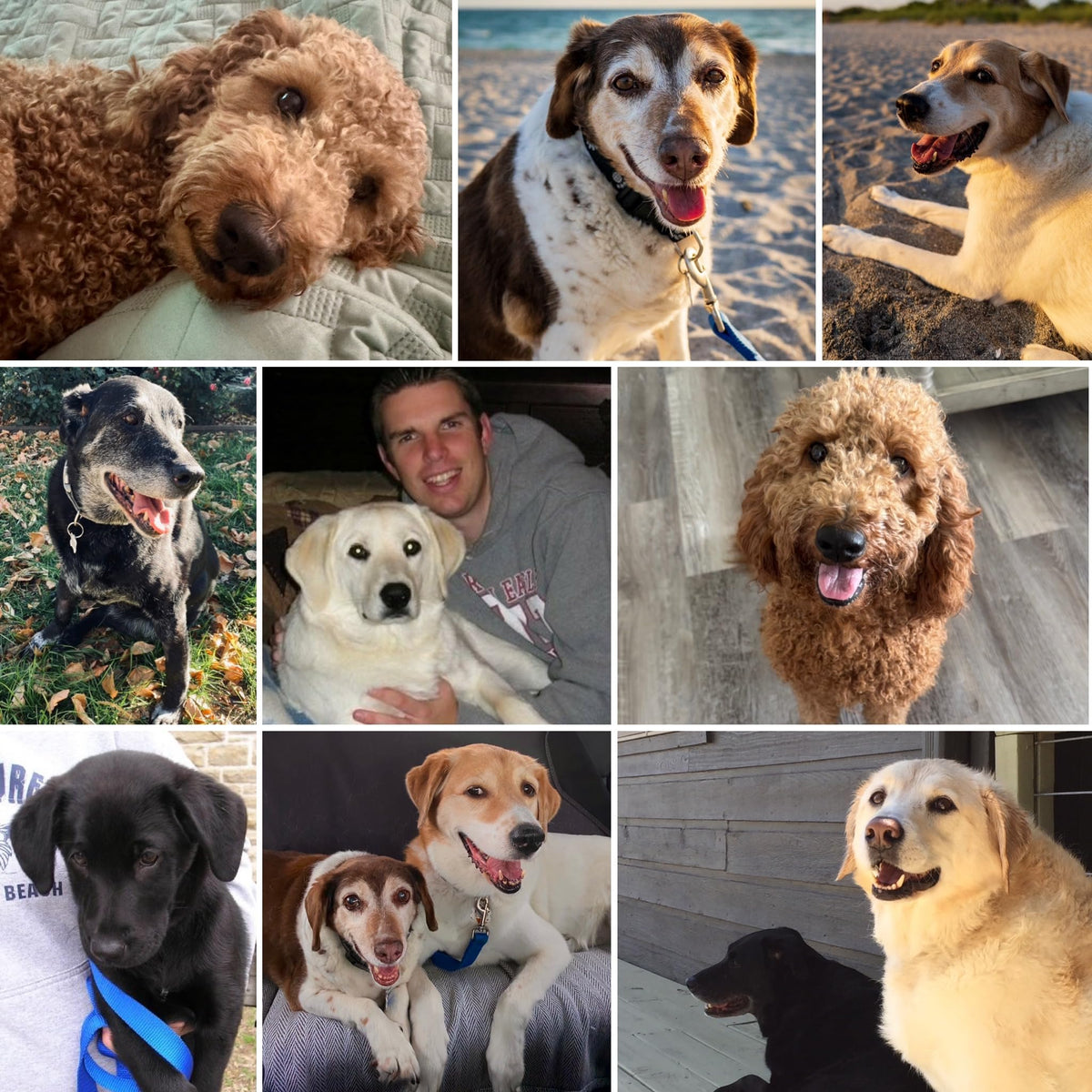 Microchipped Pet ID Tag for Dogs & Cats
