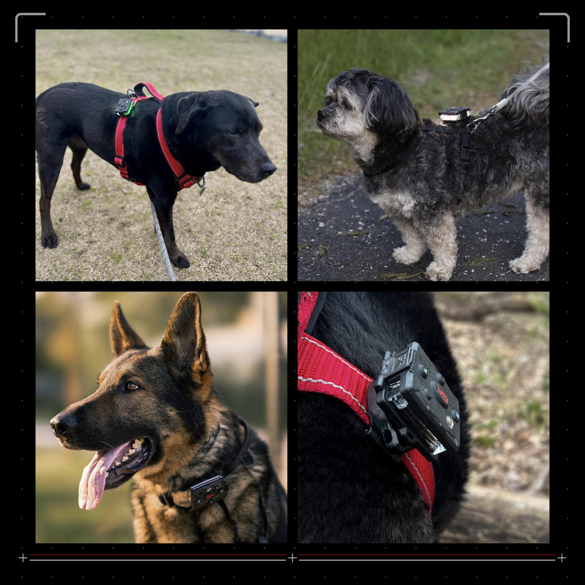 Dog Walking Safety Light Kit