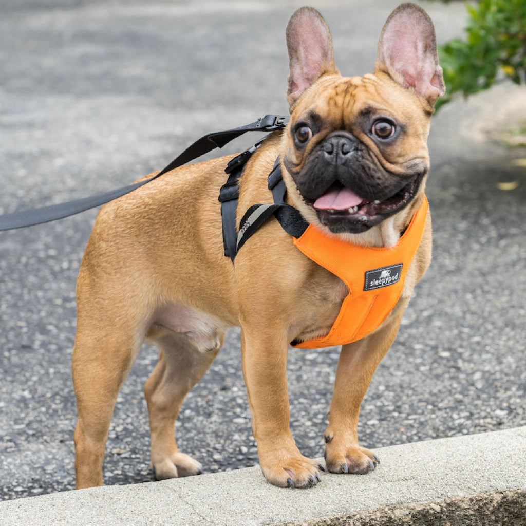 Sleepypod® Clickit Sport, Crash-Tested Dog Car Harness, Orange Dream, M