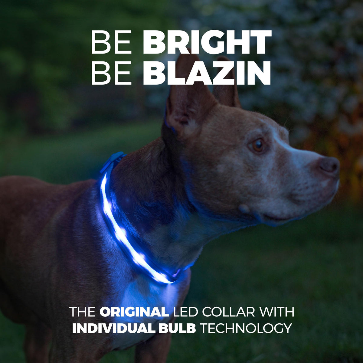USB Rechargeable LED Light-Up Dog Collar
