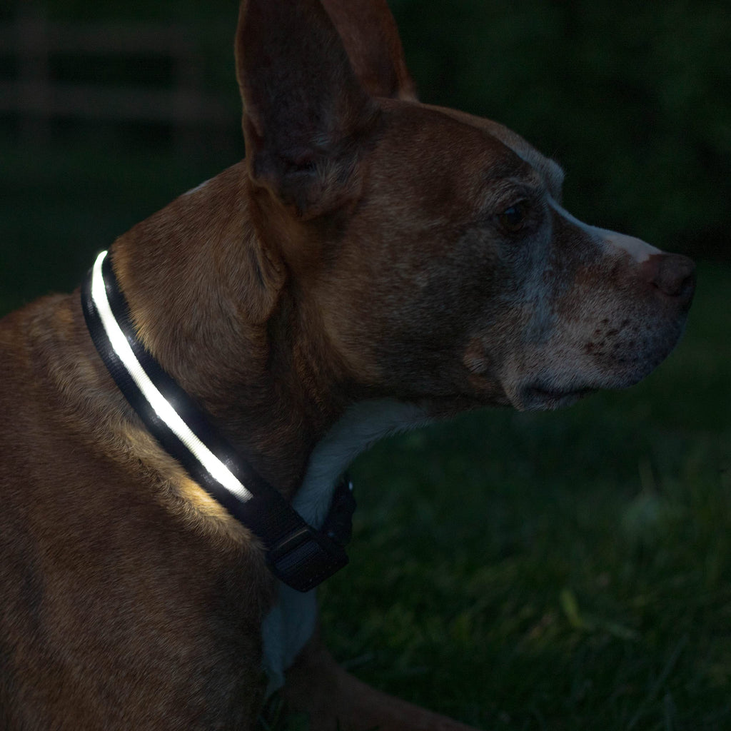 USB Rechargeable LED Light-Up Dog Collar
