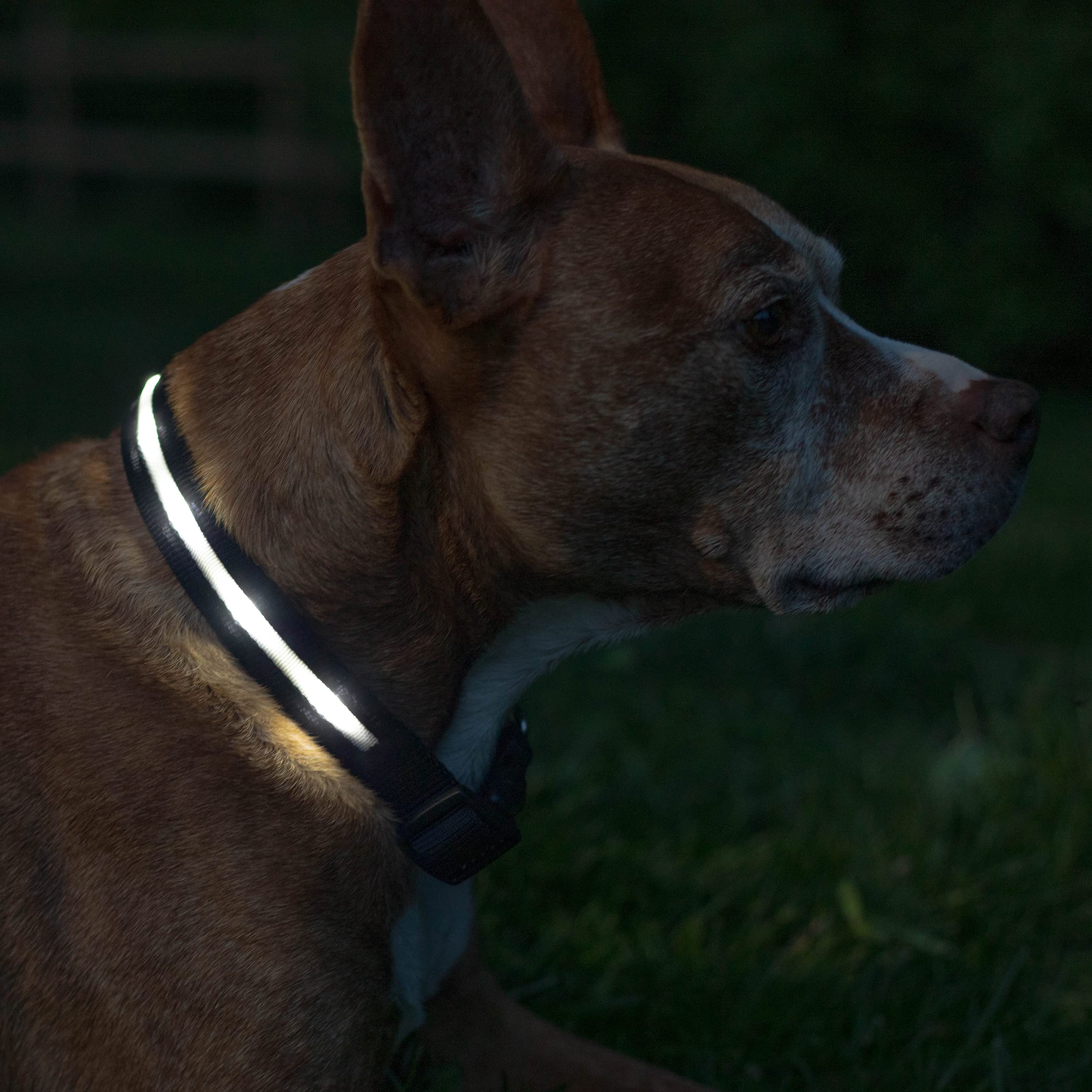USB Rechargeable LED Light-Up Dog Collar