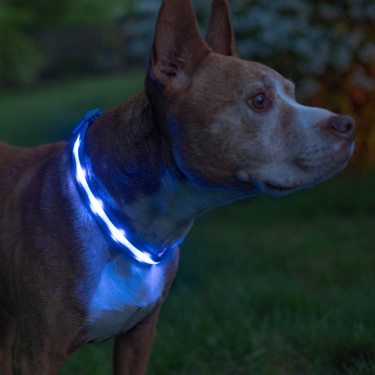 USB Rechargeable LED Light-Up Dog Collar