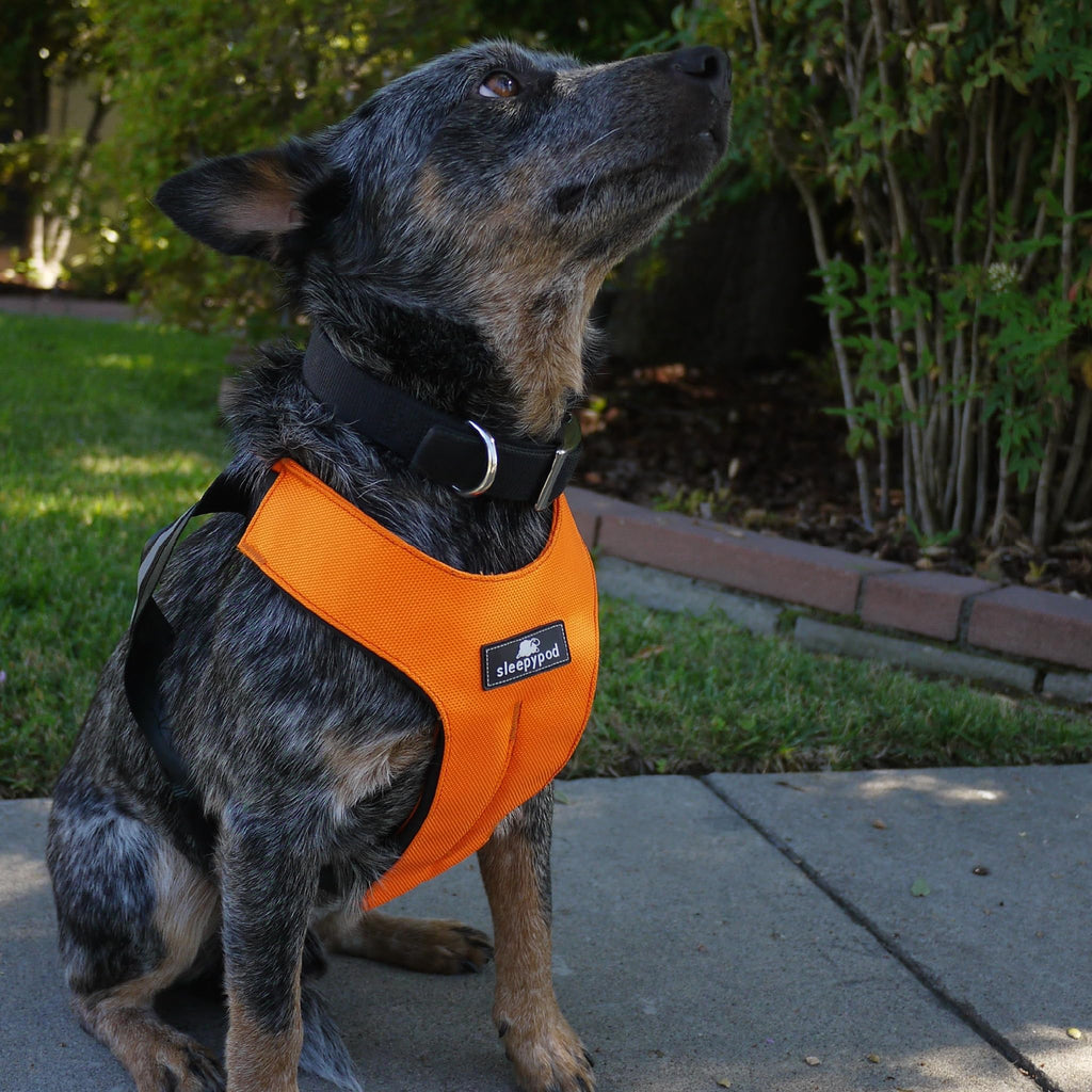 Sleepypod® Clickit Sport, Crash-Tested Dog Car Harness, Orange Dream, M