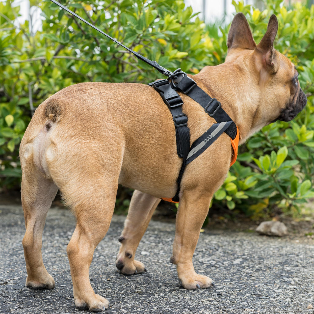 Sleepypod® Clickit Sport, Crash-Tested Dog Car Harness, Orange Dream, M