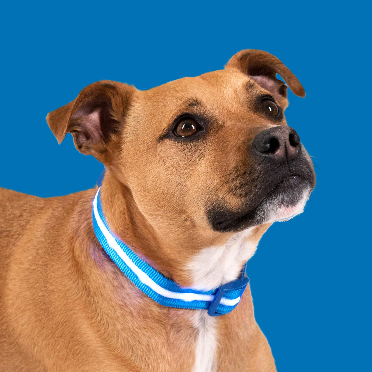 USB Rechargeable LED Light-Up Dog Collar